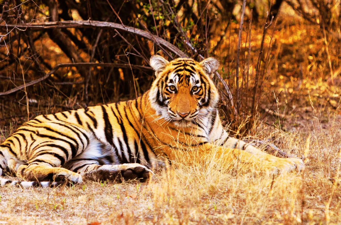 Ranthambore National Park