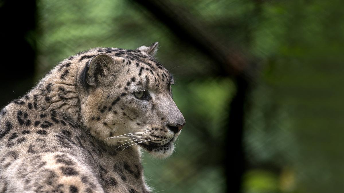 wildlife-trip