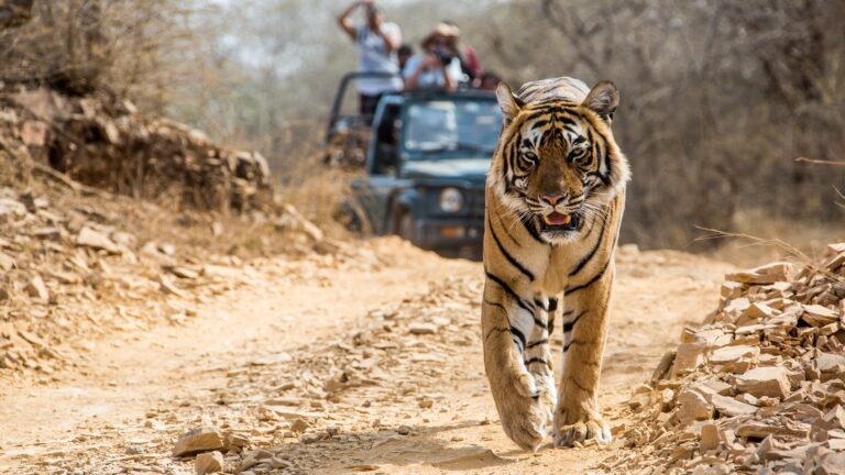 Tiger Safari in India: Best Parks, Seasons & Expert Tips