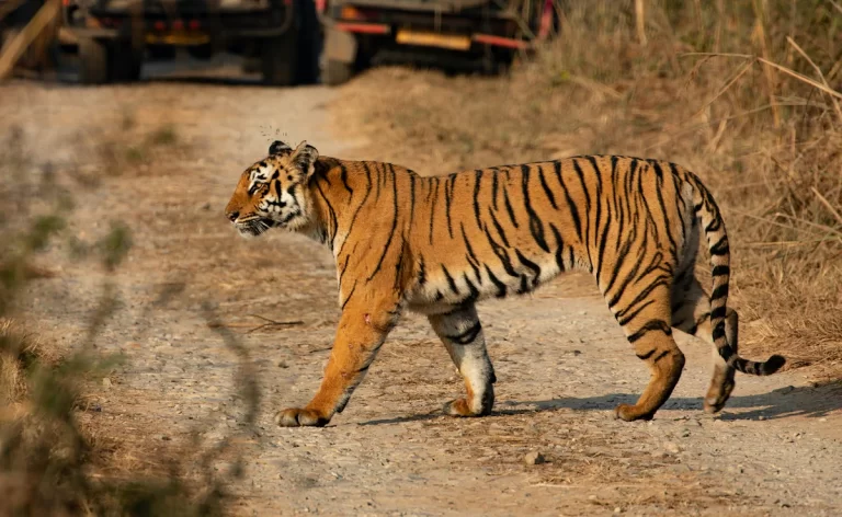 Best Time to Visit Indian National Parks for Wildlife Safaris (Month-by-Month Guide)