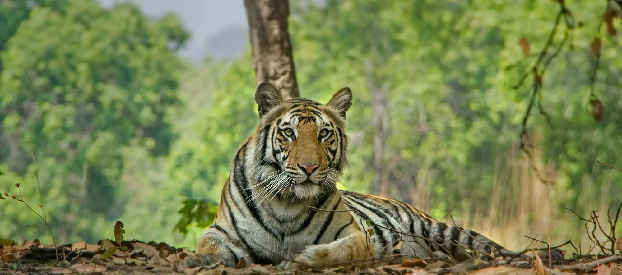 Bandhavgarh Safari Timings