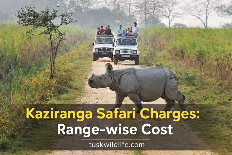 Kaziranga Safari Charges Range-wise Cost