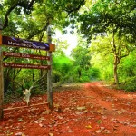 Tadoba Wildlife Tour