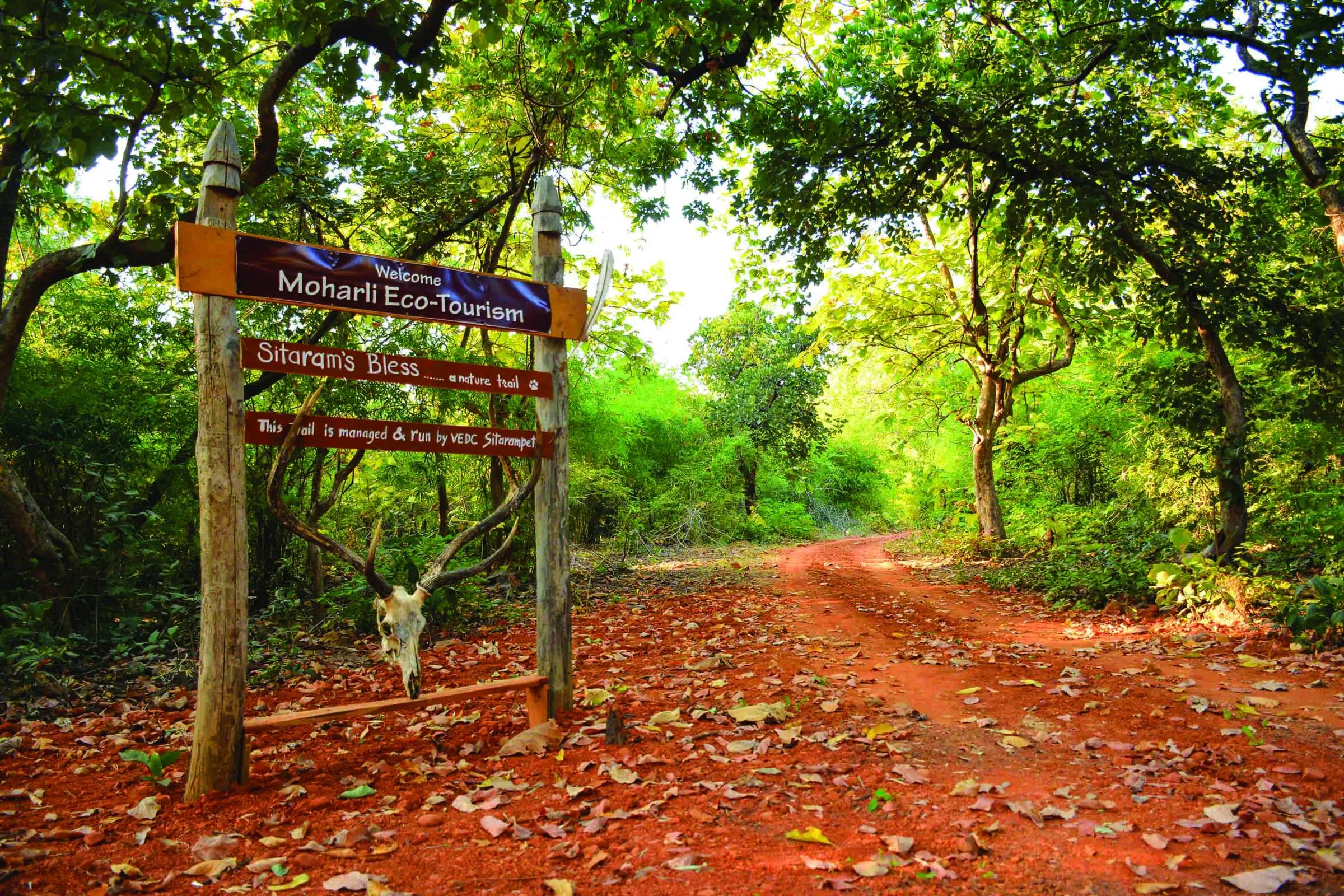 Tadoba Wildlife Tour