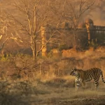 Ranthambore