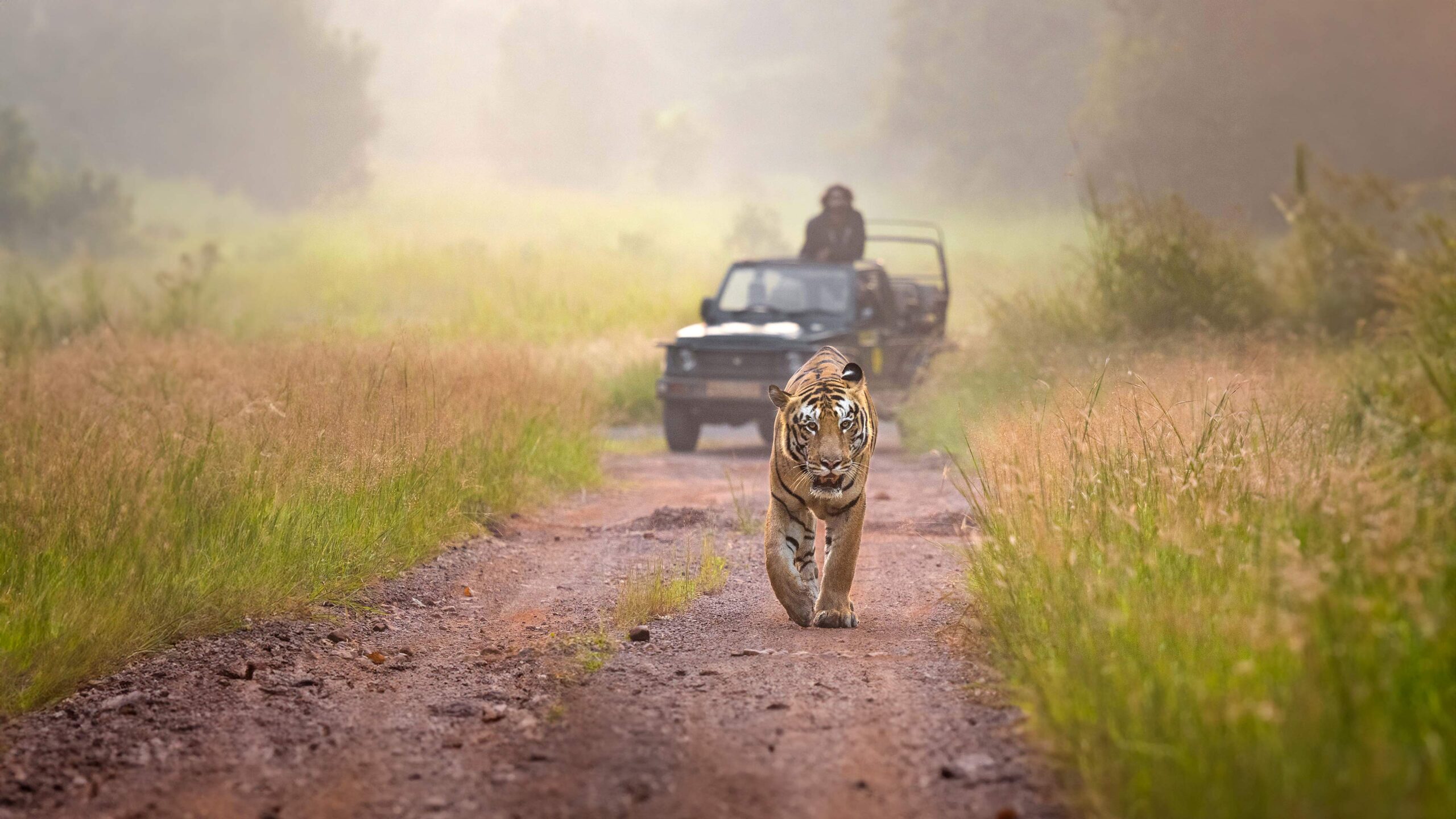 Tadoba