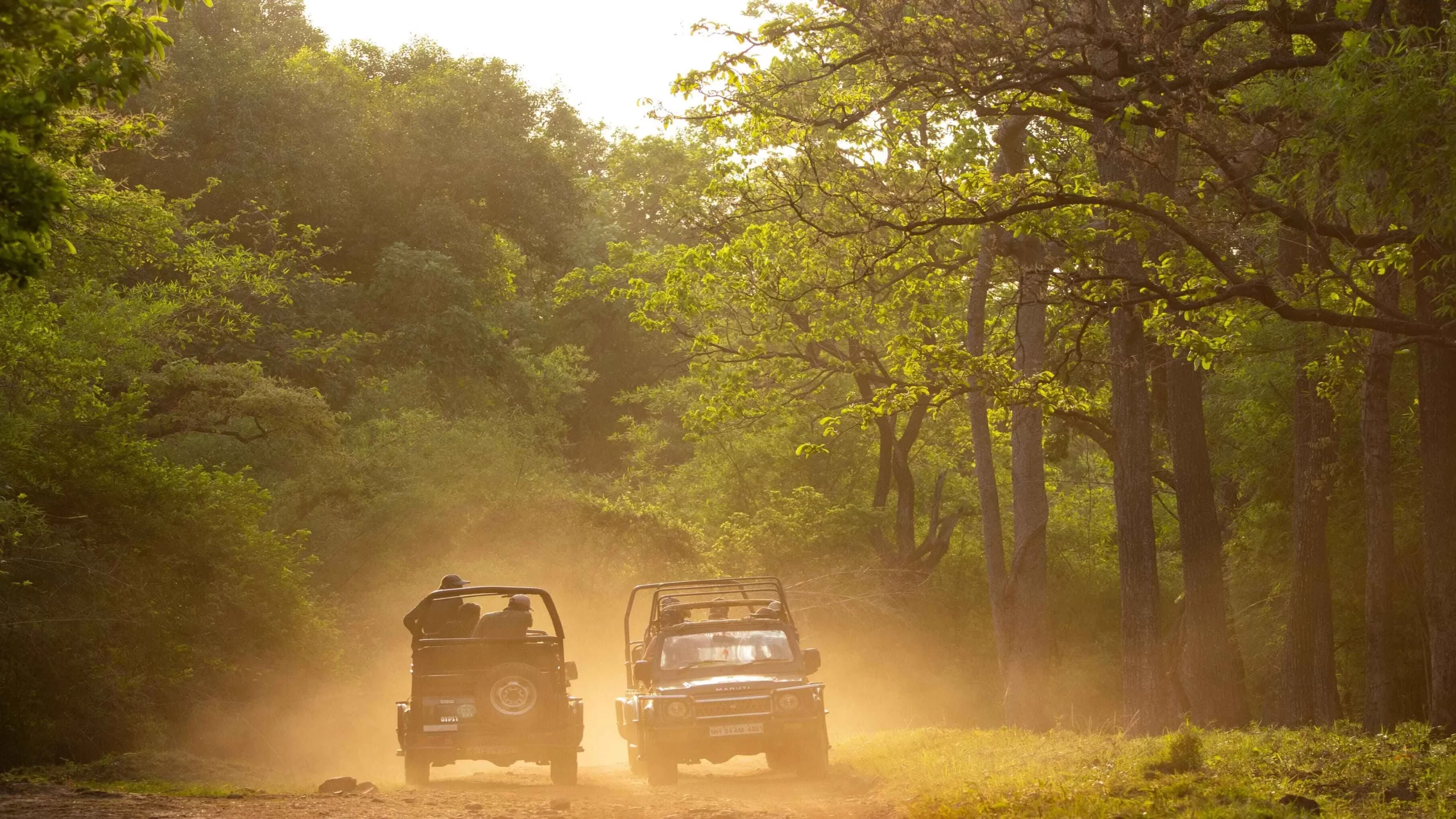 Tadoba Wildlife Tour