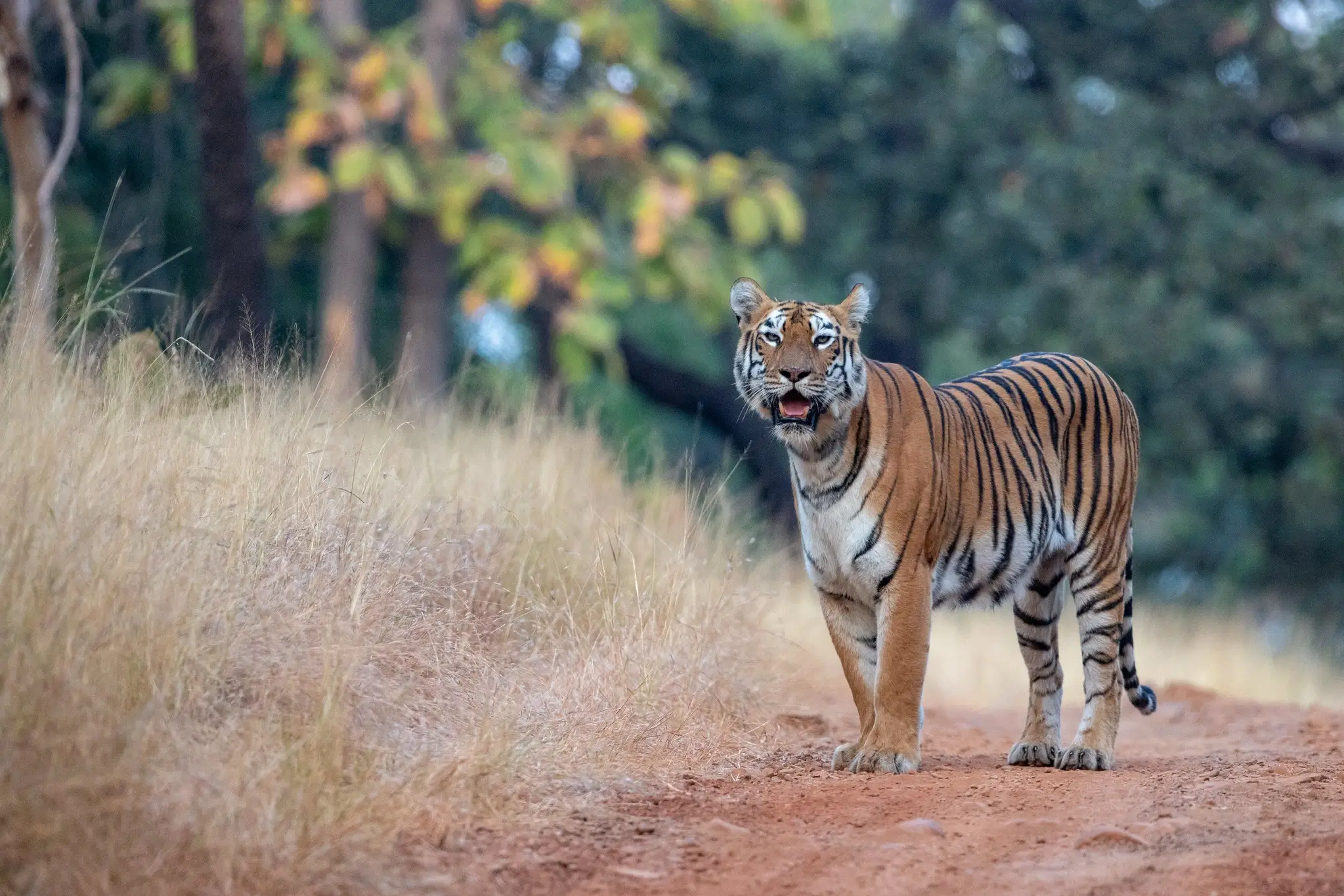 Tadoba