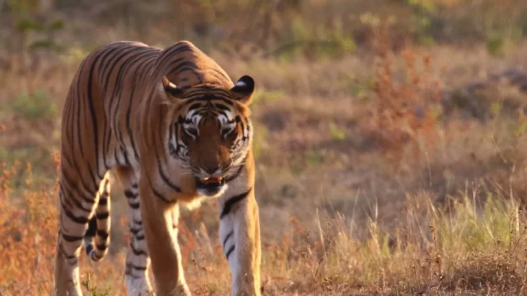Tiger in Tadoba