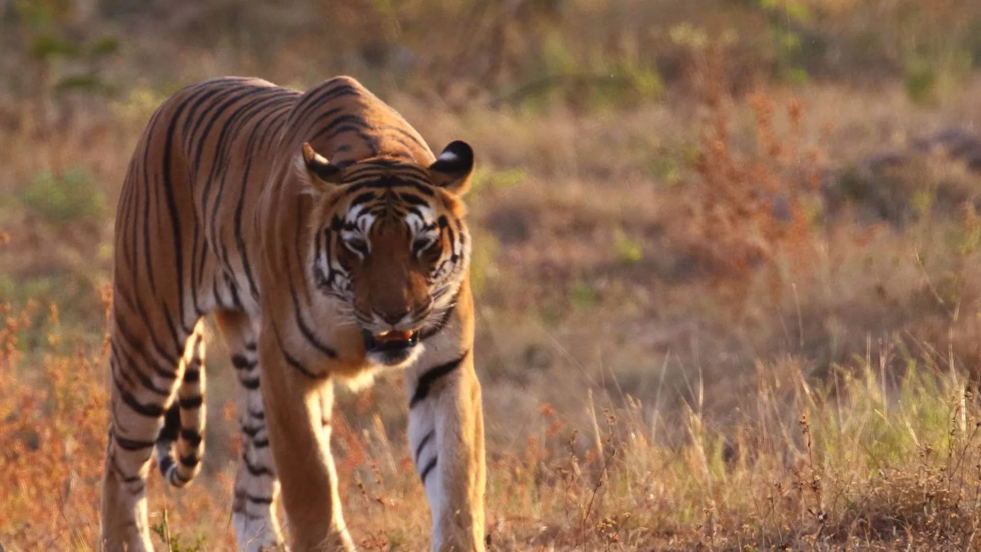 Tiger in Tadoba