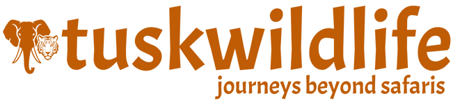 Tusk Wildlife Blog