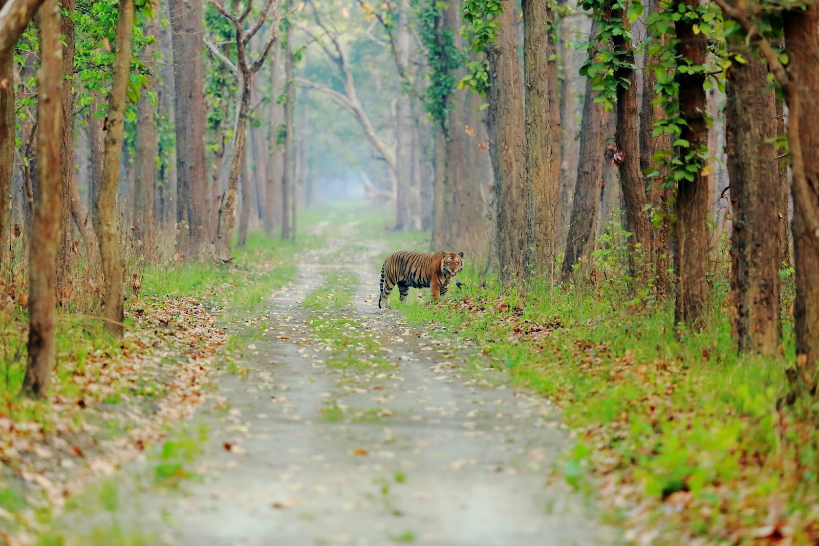 Tharu Village