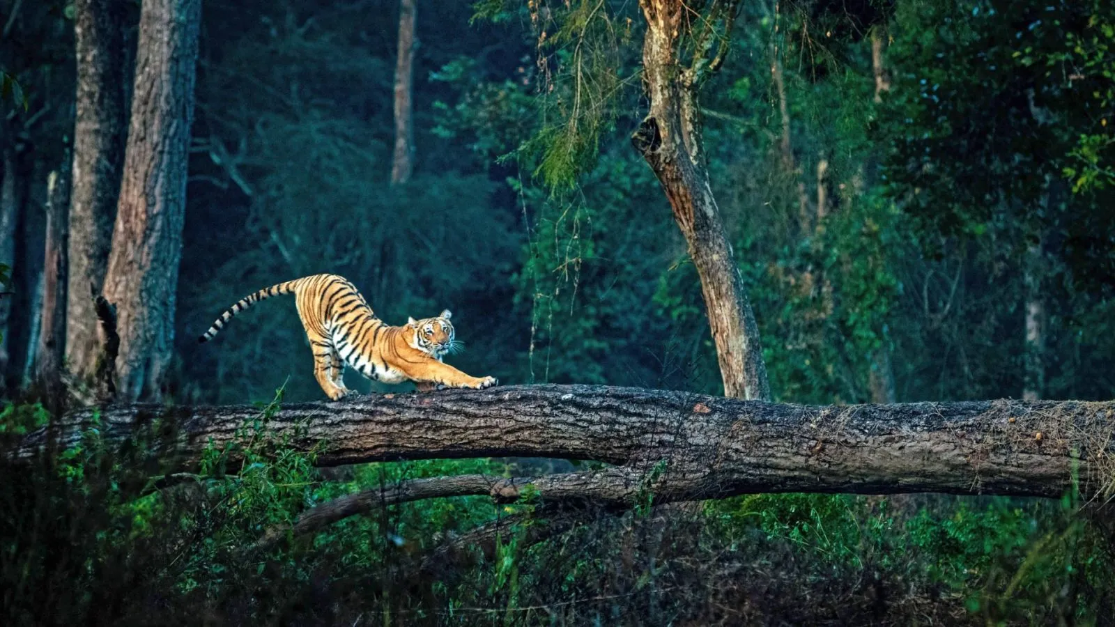 Corbett, Kanha, and Bandhavgarh Tour