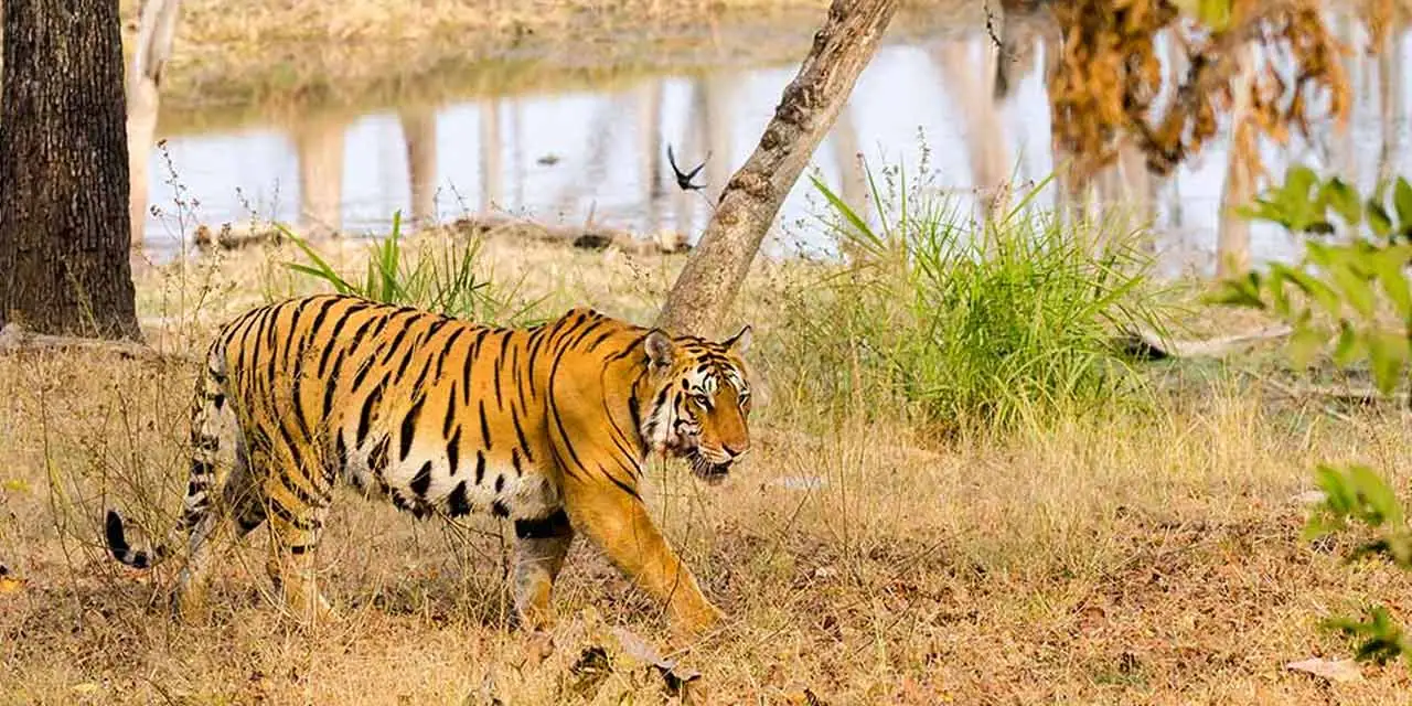 Just Tigers and Golden Triangle Tour