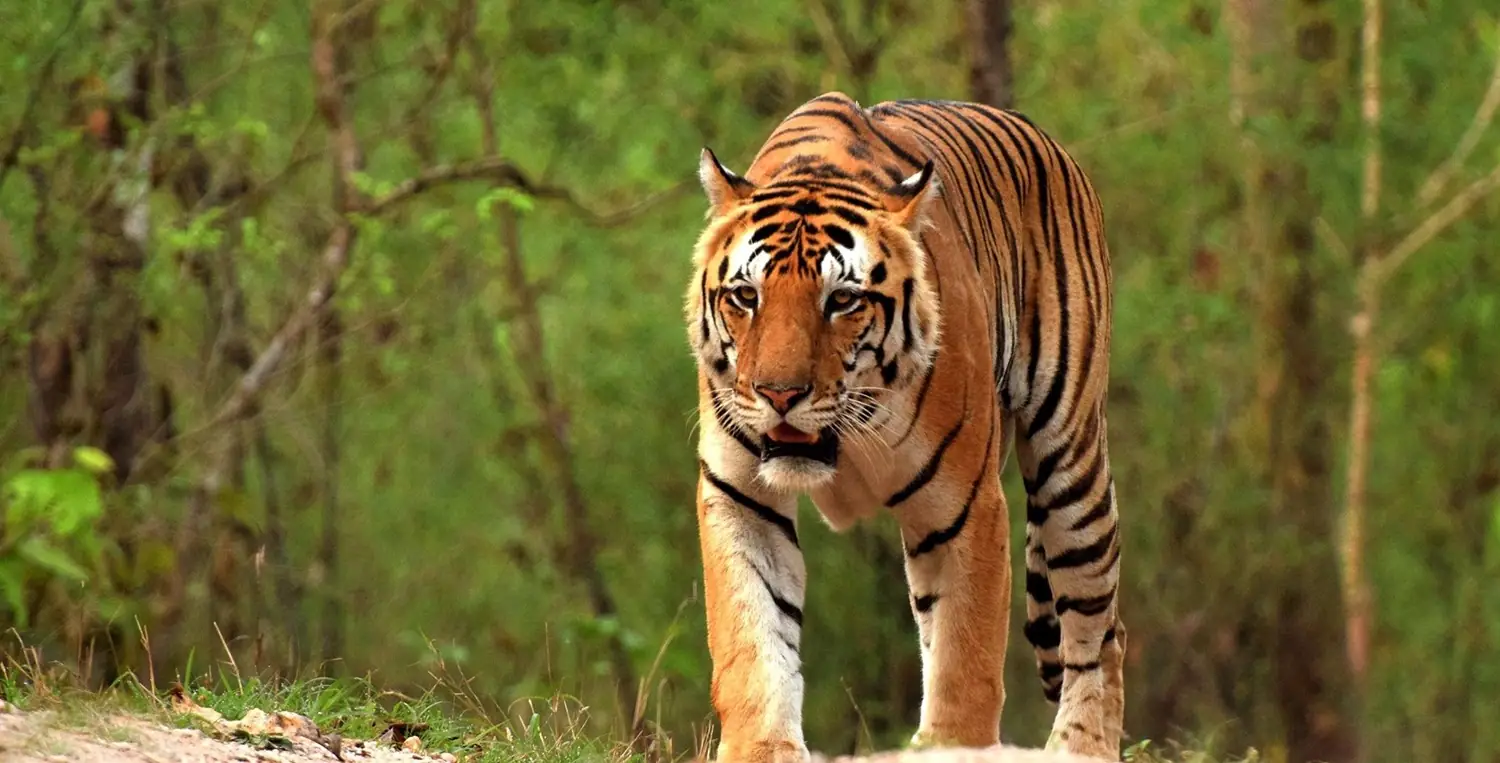 Tiger Safari Tour