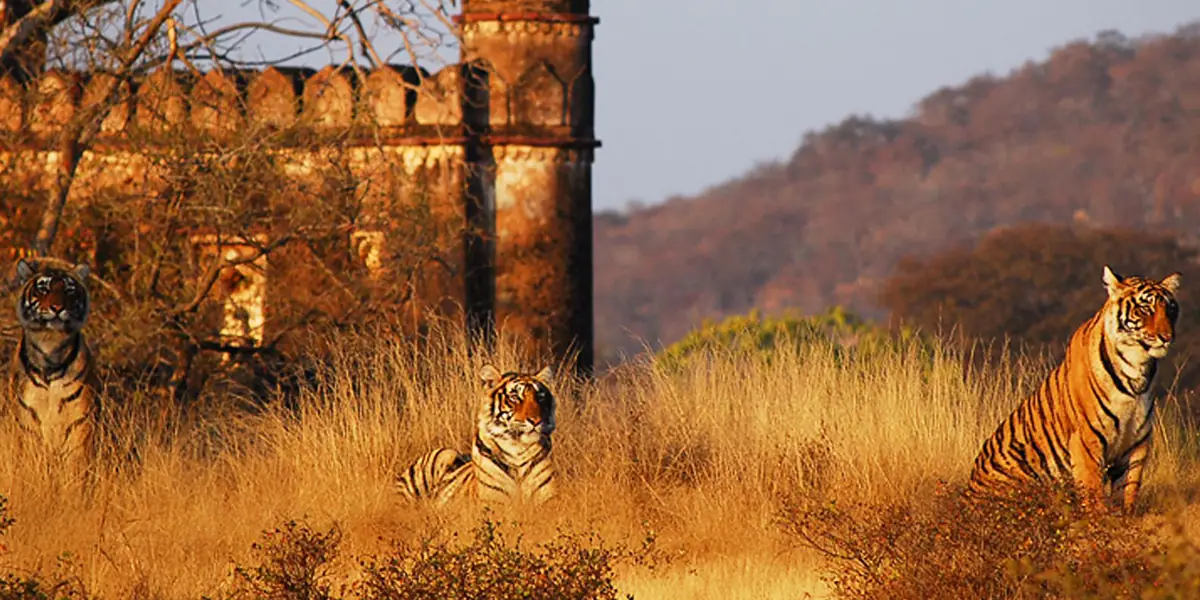 Ranthambhore Wildlife Tour from Jaipur