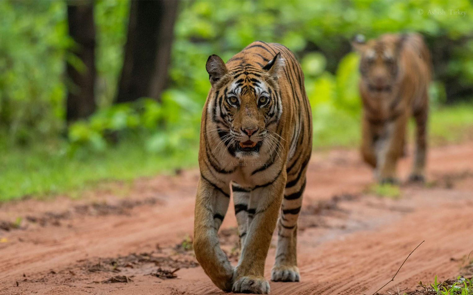 Tadoba and Pench Safari