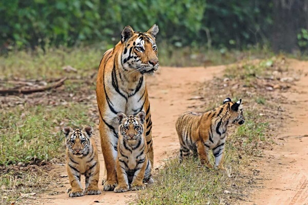 Tiger Safari Tours